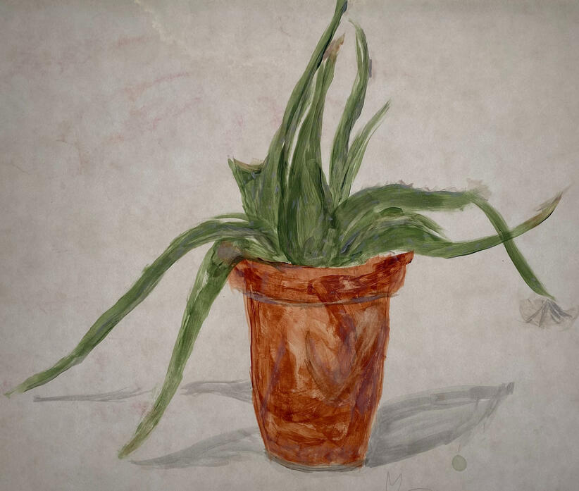 Snake Plant, Watercolor, 2024